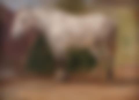 Study of a grey carthorse resting (preview)