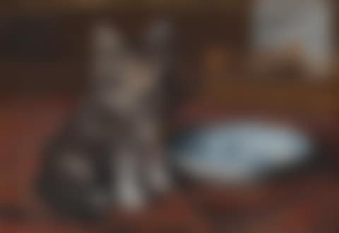 The Kitten has had the cream (preview)