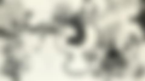 Fruit and Flowers (preview)