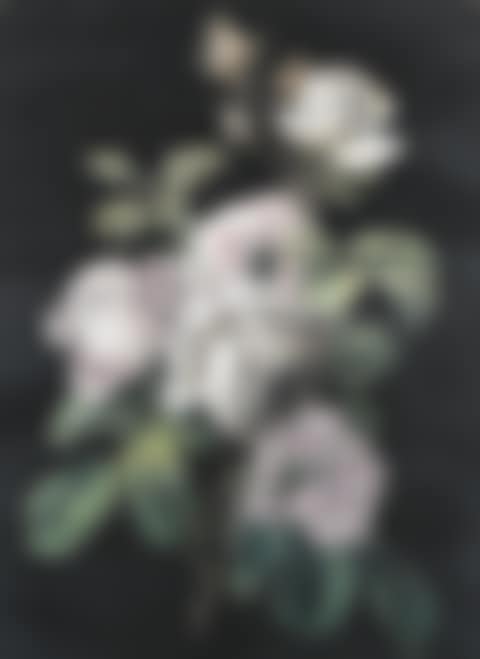 Study of roses (preview)