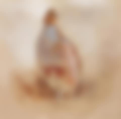 A Grey Partridge in a landscape (preview)