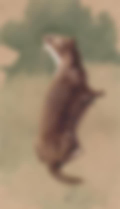 Study of a weasel (preview)