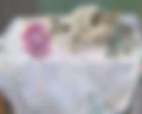 Still life of a purple rose and scull (preview)