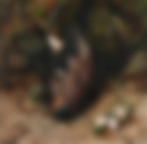 The bullfinch (preview)