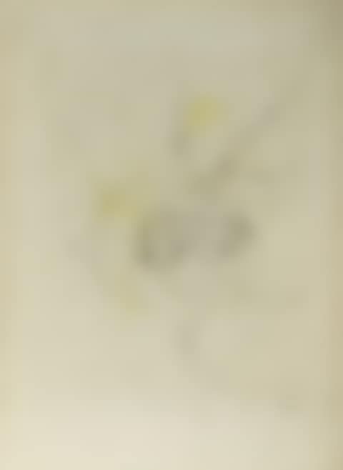 Composition (preview)