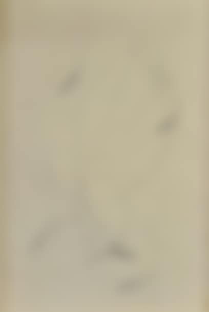 Reclining nude (preview)