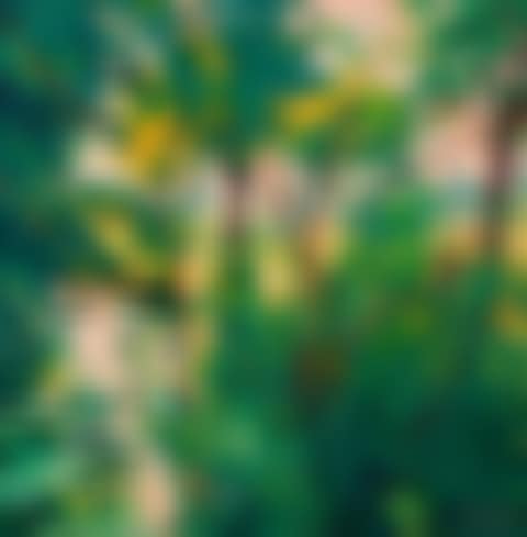 Foliage on the banks of the Eure (preview)