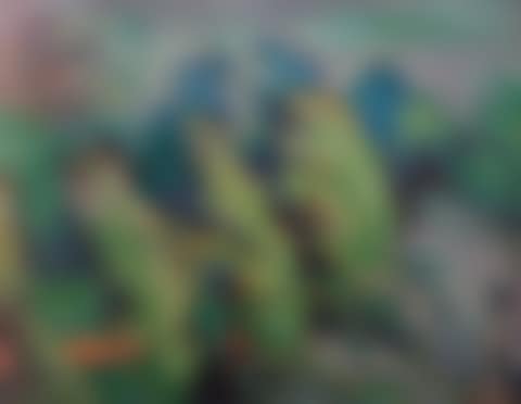 Fir trees (preview)