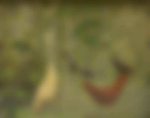 "Under Cow Parsley" (preview)