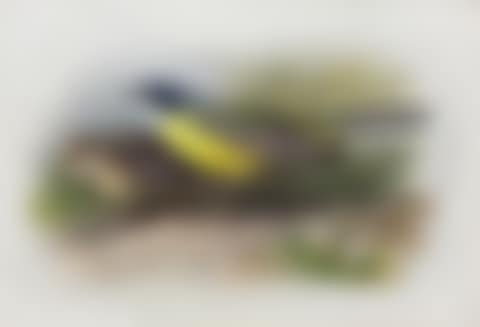 "Grey Headed Yellow Wagtail" (preview)