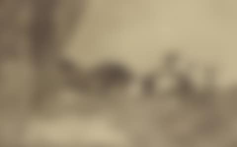 "Corrida" (preview)