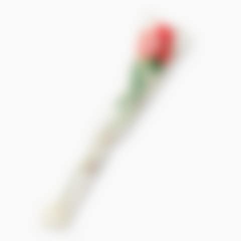 Wrapped Roses (preview)