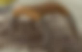 Stool (preview)