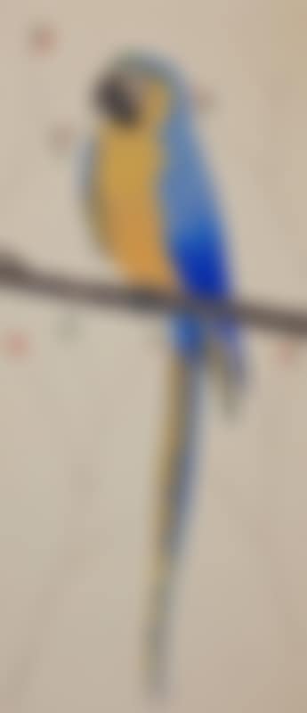 Blue and gold parrot (preview)