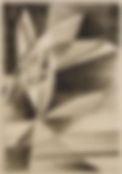 "Crescendo" (Rose 242) (preview)
