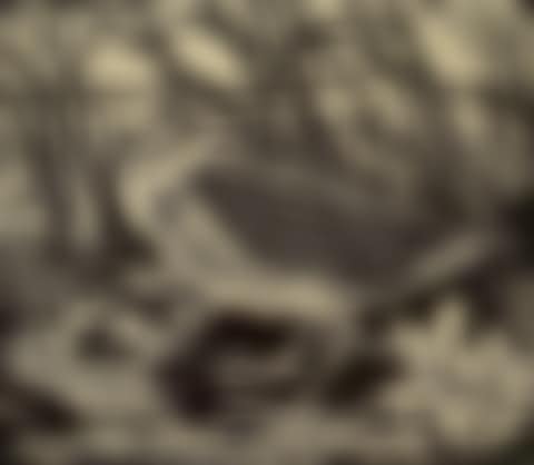 "Quail" (preview)