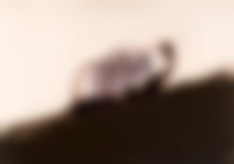The Dog (preview)