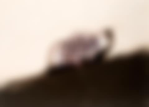 The Dog (preview)