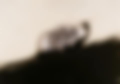 El perro (preview)