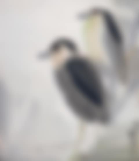 Two Birds (preview)