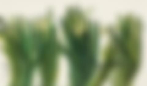 Narcissus (preview)
