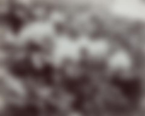 Selected Images of Rhododendrons (2 Photographs) (preview)