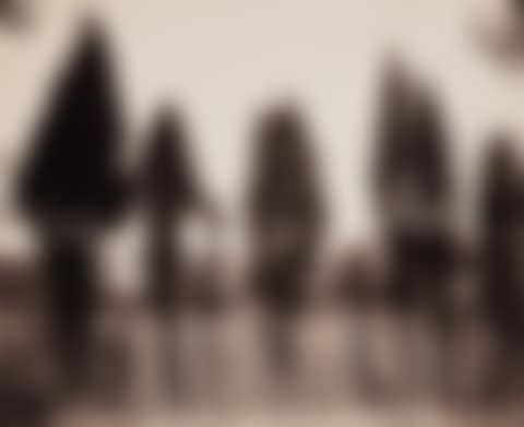 Cyprès (Fontenay) (preview)