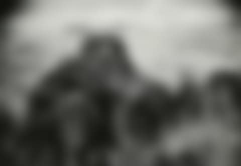 Untitled (California Foxtail) (preview)