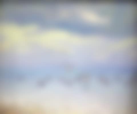 Untitled (Ducks on a Lake) (preview)