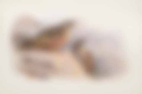 ALPINE ACCENTOR (preview)