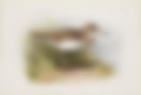 COMMON SANDPIPER (preview)