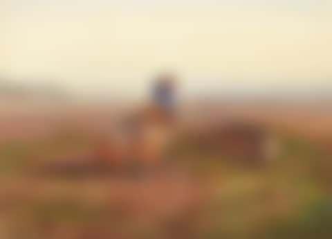 COCK AND HEN PHEASANT IN AN OPEN LANDSCAPE (preview)