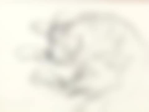 Sleeping Dog Study (preview)