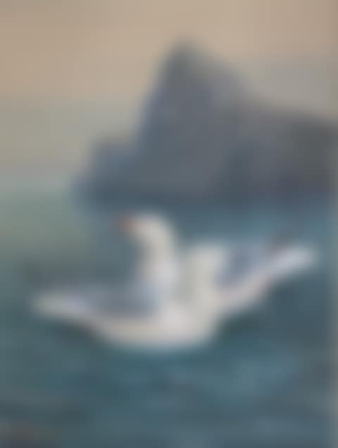 Red-Billed Gull & Black-Billed Gull (preview)