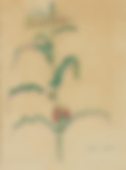 Cornstalk (preview)