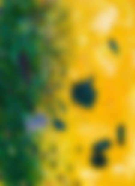 Yellow-green field (preview)