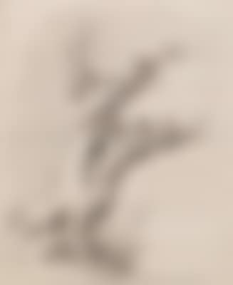 A study of a tree (preview)