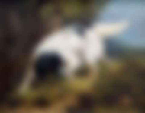 A stabyhoun spotting a woodcock (preview)