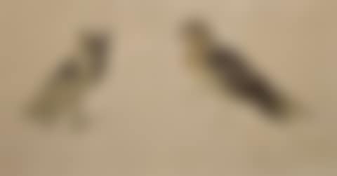 Study of owl and a bird of prey (preview)