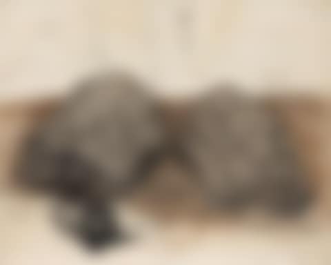 Turtles (preview)