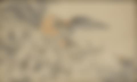 Bird of prey with loot (preview)