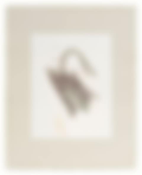 swan (preview)