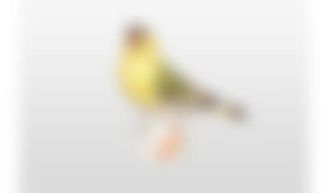 Animal figure "siskin" (preview)