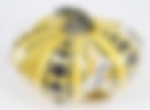 Soft Pumpkin (Yellow and Black) (preview)
