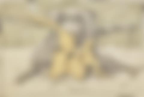 Le Chien (preview)