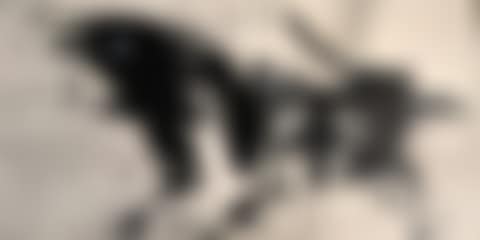 "Bull" (preview)