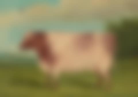 Prize Bulls Merle and Minnie (preview)