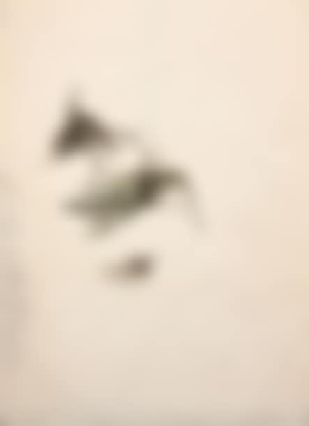 Insects (preview)