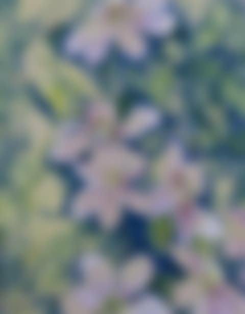 Pink Clematis (preview)