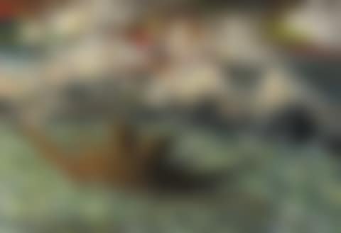 Noah"s Ark (preview)